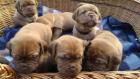 Wunderschöne reinrassige Bordeaux Doggen Welpen