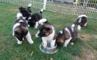 American Akita Welpen aus Champion Nachzucht B Wurf