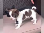 SUPER Chihuahua Welpen in Kurzhaar VDH/FCI. Klasse statt Masse
