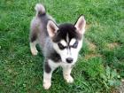 Süße Siberian Husky Welpen