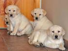Weihnachten Labradorwelpen reinrassig mit Papiere Impfung Chip