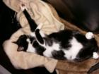 Katze schwarz weiß entlaufen verschwunden