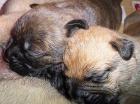 9 Bullmastiff Welpe FCI.