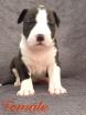 Wunderschöne American Bully XXL Welpen aus Top Verpaarung