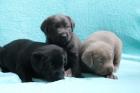 Zuckersüße Labrador welpen