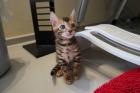 Super süße Bengal Kitten mit Stammbaum abzugeben