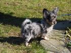 Weihnachten Wunderschöne Chihuahua Welpen in tollen Farben