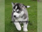 Rdf Siberian Husky Welpen mit VDH/DCNH Papieren suchen ein
