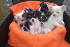 Wunderschöne mini Chihuahua Welpen