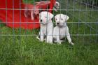 Dogo Argentino Welpen aus VDH Zucht geboren