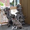 Weihnachten American Staffordshire welpen Weibchen und Rüden