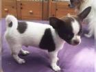 SUPER Chihuahua Welpen in Kurzhaar