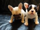 FRANZÖSISCHE BULLDOGGEN WELPEN GECHIPT ENTWURMT GEIMPFT