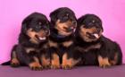 Rottweiler welpen reinrassig