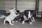 Süß Großartig Miniature Bull-Terrier 3 monate