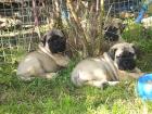 Wunderschön Weihnachten Bullmastiff Rüden und Hündinnen Welpen