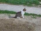 Grau-weiß-getigerte Katze vermisst in 07987 M. -Teichwolframsdorf Werdauer Wald
