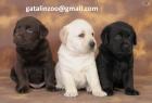 Wunderschönen Labrador Welpen abzugeben.