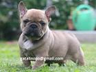 Französische Bulldogge-Welpen-Abholbereit Whatsapp 971588303943