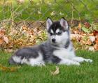12 Huskywelpen Siberian Husky Welpen sibirische