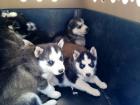 Siberian Husky Welpen sibirische Huskywelpen