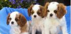Cavalier-King-Charles Spaniel Welpen ausziehen