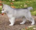 Siberian Husky Welpen abzugeben