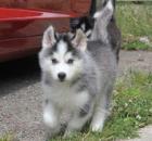 Siberian Husky Welpen