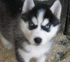 Wunderbare Siberian Husky für rehoming