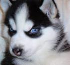 Süße Siberian Husky für rehoming jede liebevolles Zuhause