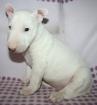 Typvolle Miniatur Bullterrier Welpen.