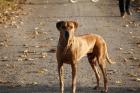 Rhodesian Ridgeback Deckrüde kein Verkauf