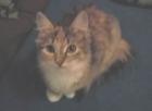 Maine Coon Mix