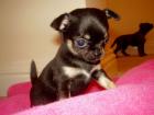 Unsere reinrassigen Chihuahua Welpen sind Auszug bereit und suchen nun ein neues