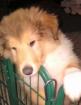 Colliewelpe Aika Hündin VDH Papiere sucht liebes Zuhause