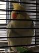 Nymphensittich sucht Zuhause