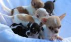 Chihuahua Welpen Geimpft Registriert