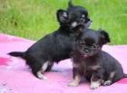 Chihuahua Welpen Geimpft Registriert.