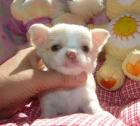 Chihuahua Welpen Geimpft Registriert.