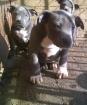 Niedliche reinrassige American Staffordshire Terrier Welpen