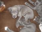 Staffordshire Bullterrier Welpen