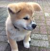 Süße Akita Inu welpen zum verkaufen