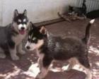 Reinrassige Siberian Husky Welpen mit FCI / VDH Papieren