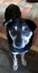 Liebe voller Hund sucht zuhause