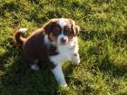 Bildhübsche typvolle Australian Shepherd Welpen ASCA