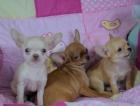 Echte Mini Chihuahua Welpen kaufen