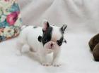 Französische-Bulldoggen-Welpen Friedrichshafen .