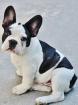 Französische-Bulldoggen-Welpen Friedrichshafen .