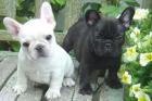Französische-Bulldoggen-Welpen Friedrichshafen . .