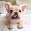 Bildschöne französische bulldogge welpen